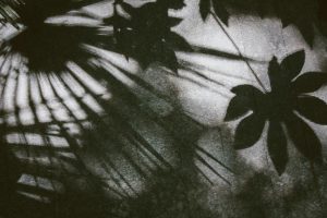 Artistic grayscale image showcasing the shadows of tropical plant foliage with a vintage feel.